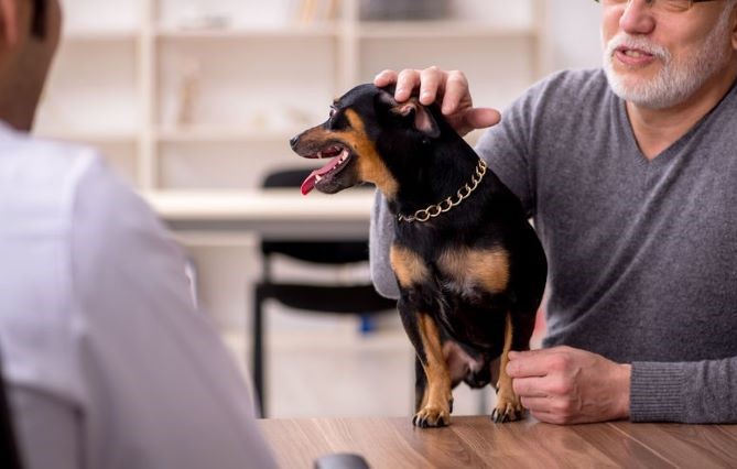 Sur la trace du chien de justice, du tribunal au cabinet d'avocat